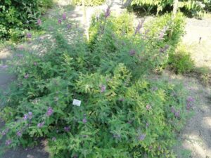 Birunya Tarum, Hijau Buminya: Perempuan dan Kearifan Lokal dalam Pewarnaan Alami