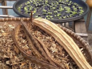 Environmental Sustainability in Indonesia Pesantren: Integrating Pious Principles and Da’wah Efforts